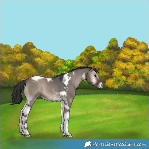 Horse Color:Grullo Onyx Tobiano