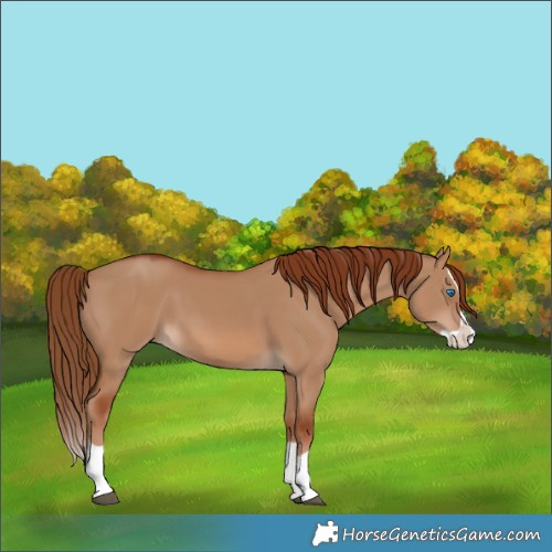 Horse Color:Red Dun Splash