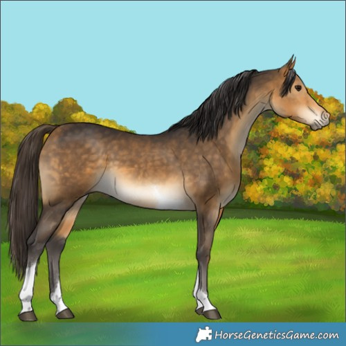 Horse Color:Buckskin Tobiano 
