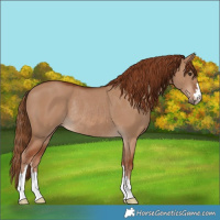 Horse Color:Red Dun Rabicano 