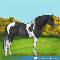 Horse Color:Black Tobiano Varnish Rabicano 