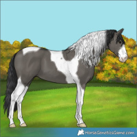 Horse Color:White Spotted Grullo Tobiano 