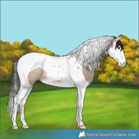 Horse Color:Brown Dun Splash Tobiano Rabicano 