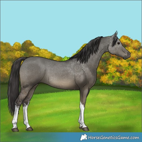 Horse Color:White Spotted Smoky Grullo Tobiano Rabicano 