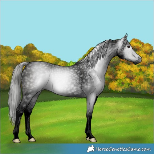 Horse Color:Gray Void Platinum White Spotted Silver Grullo Roan 