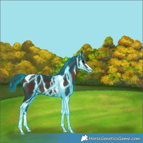 Horse Color:Thunderstruck Brown Tobiano 