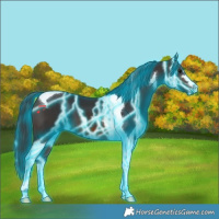 Horse Color:Thunderstruck Brown Tobiano 