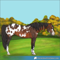 Horse Color:Brown Sabino Appaloosa