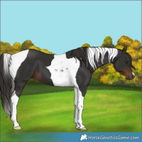 Horse Color:Liver Chestnut Tobiano 