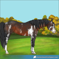 Horse Color:Brown Sabino