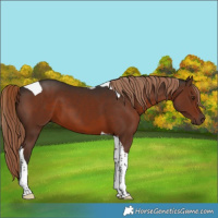 Horse Color:Liver Chestnut Tobiano 