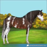 Horse Color:Liver Chestnut Sabino 