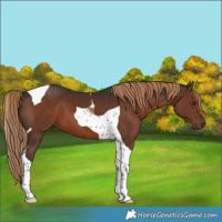 Horse Color:Liver Chestnut Tobiano 