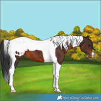Horse Color:Brown Tobiano Appaloosa 