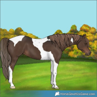 Horse Color:Liver Chestnut Tobiano 