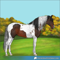 Horse Color:Brown Mushroom Tobiano