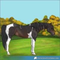 Horse Color:Brown Tobiano 