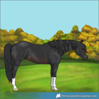 Horse Color:Brown 