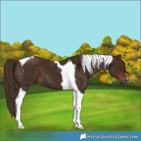 Horse Color:Liver Chestnut Tobiano 