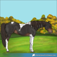 Horse Color:Liver Chestnut Tobiano 