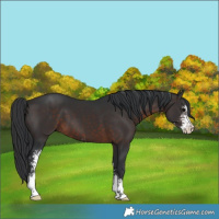 Horse Color:Brown Sabino 