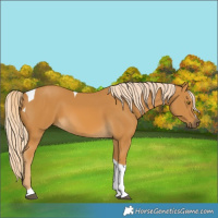 Horse Color:Palomino Tobiano 