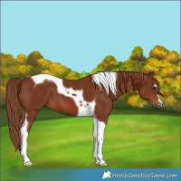 Horse Color:Chestnut Tobiano 