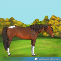 Horse Color:Bay Tobiano Varnish 