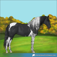 Horse Color:Black Tobiano 