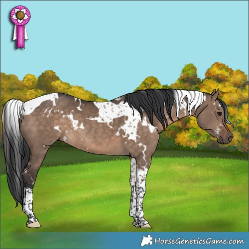 Horse Color:White Spotted Brown Dun Tobiano Rabicano 
