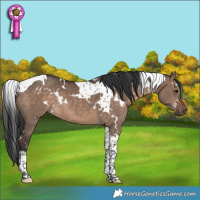 Horse Color:White Spotted Brown Dun Tobiano Rabicano 