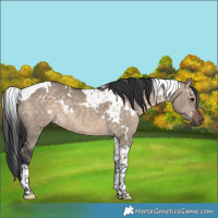 Horse Color:White Spotted Brown Dun Tobiano Rabicano