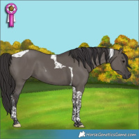 Horse Color:Smoky Grullo Tobiano 