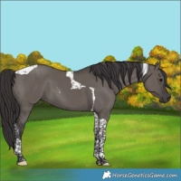 Horse Color:Smoky Grullo Tobiano 