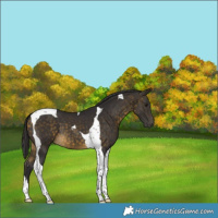 Horse Color:Buckskin Tobiano 