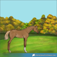 Horse Color:Chocolate Palomino Dun Tobiano 