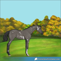 Horse Color:White Spotted Grullo Tobiano Rabicano 