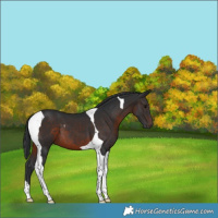 Horse Color:Brown Tobiano 