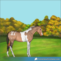 Horse Color:Bay Dun Tobiano Appaloosa 