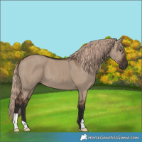 Horse Color:Liver Red Dun 