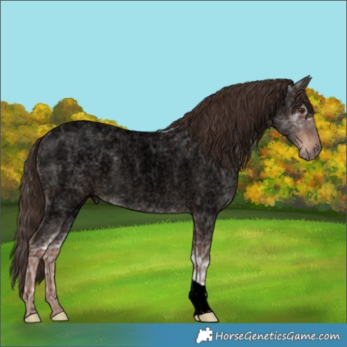 Horse Color:Void Liver Red Ice Roan Rabicano