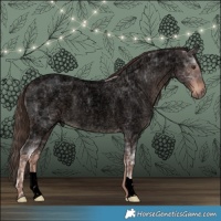 Horse Color:Void Liver Red Ice Roan Rabicano