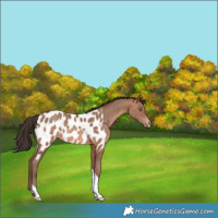 Horse Color:Sable Champagne Tobiano Appaloosa 