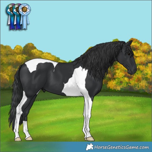 Horse Color:Black Tobiano 