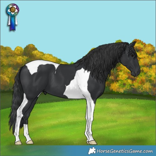 Horse Color:Black Tobiano 