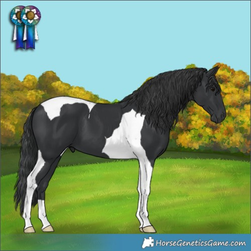 Horse Color:Black Tobiano 