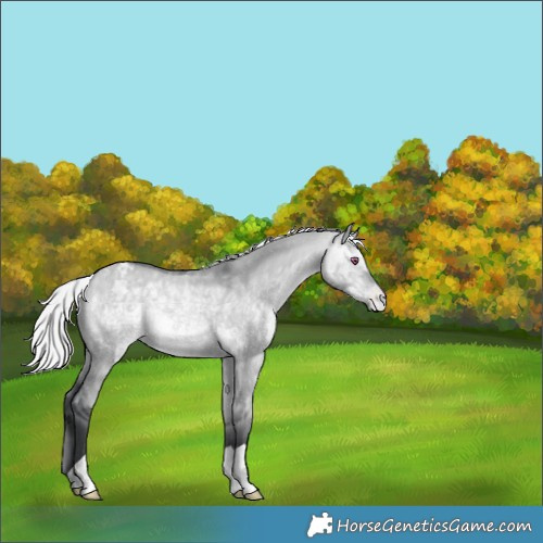Horse Color:Silver Bay Chinchilla Dun Appaloosa