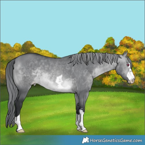 Horse Color:Brown Chinchilla Dun Appaloosa 