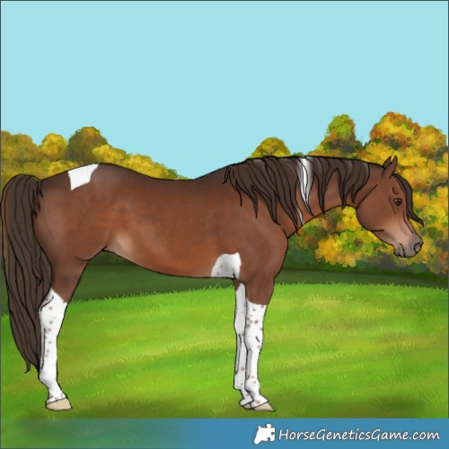 Horse Color:Liver Chestnut Tobiano 