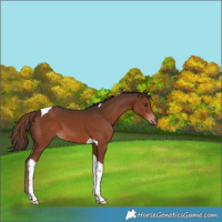 Horse Color:Liver Chestnut Tobiano 